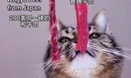 小猫吃瓜爆料视频,萌态可掬萌翻网友